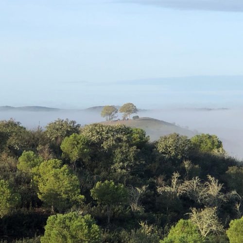 two trees hill